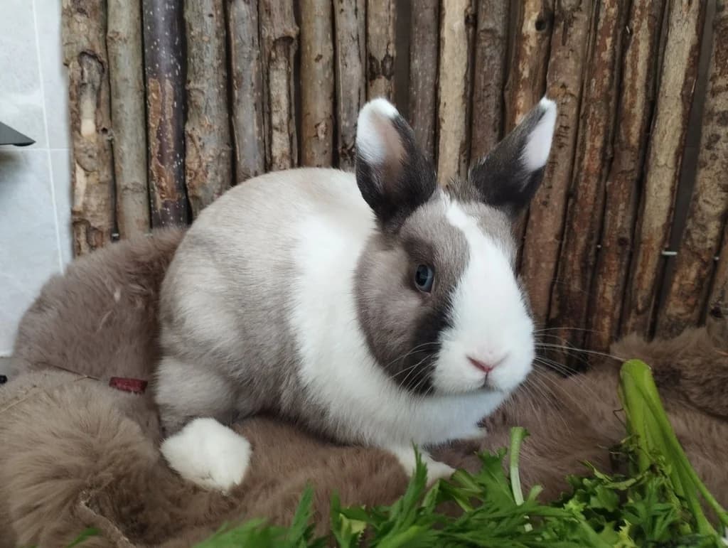 NUBE, female puppy mixed breed for adoption at ANAA Madrid, Madrid