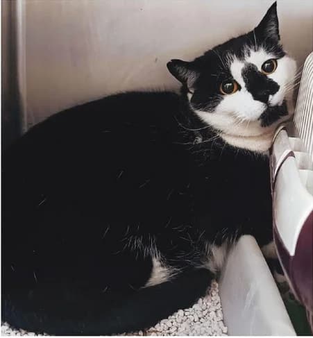 PEKITAS, male 3yo Mixed Breed for adoption at ANAA Madrid, Madrid