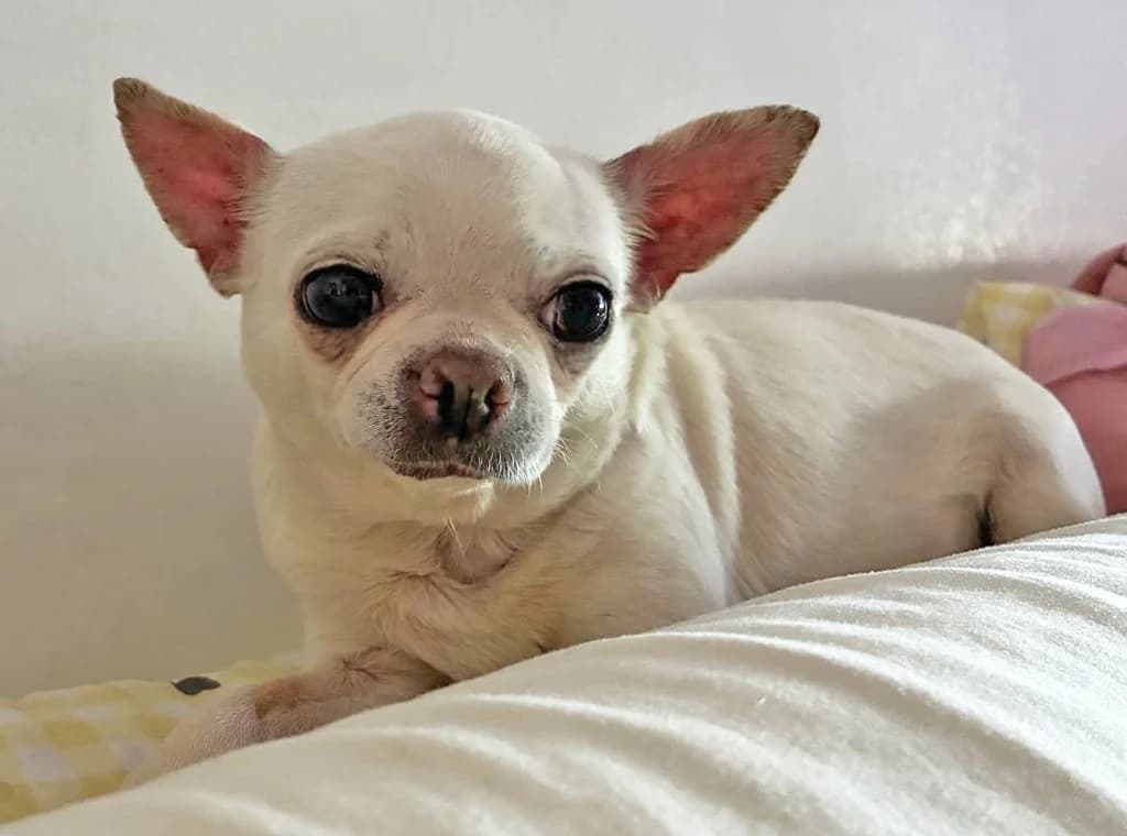 STELLA ASTROS, female senior Chihuahua for adoption at ANAA Madrid, Madrid