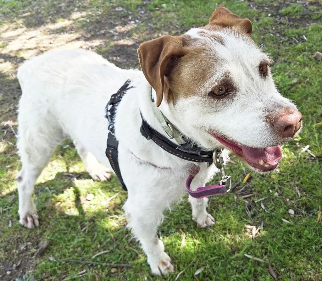 LOREN, male senior Mixed Breed for adoption at ANAA Madrid, Madrid