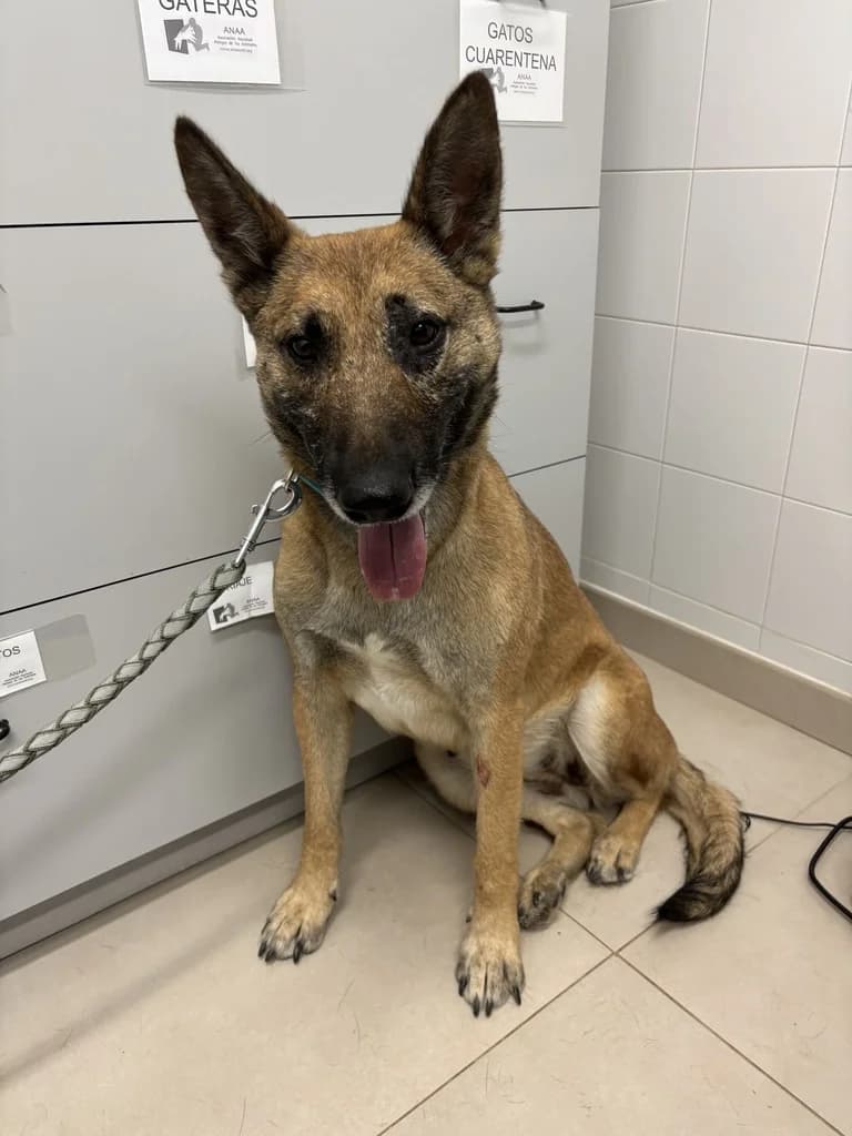 GRECIA, female 6yo Belgian Malinois for adoption at ANAA Madrid, Madrid