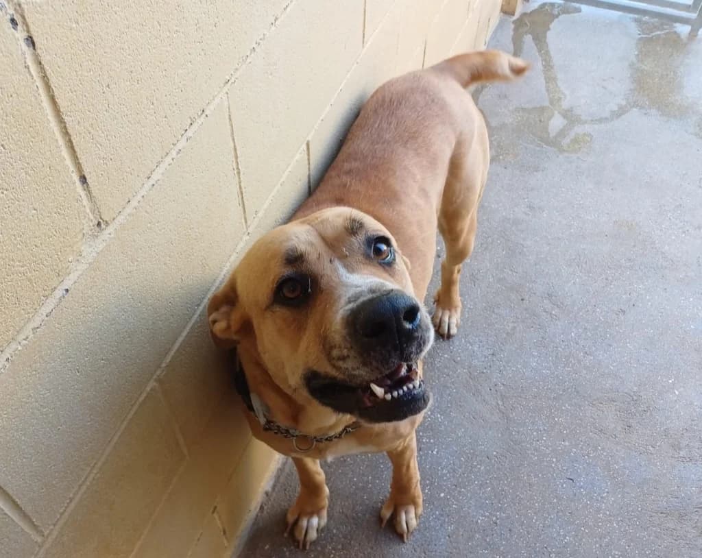 FONTANA, female 6yo Mixed Breed for adoption at ANAA Madrid, Madrid