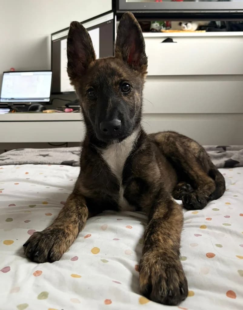 RUSSEL MALAGON, male puppy Mixed Breed for adoption at ANAA Madrid, Madrid