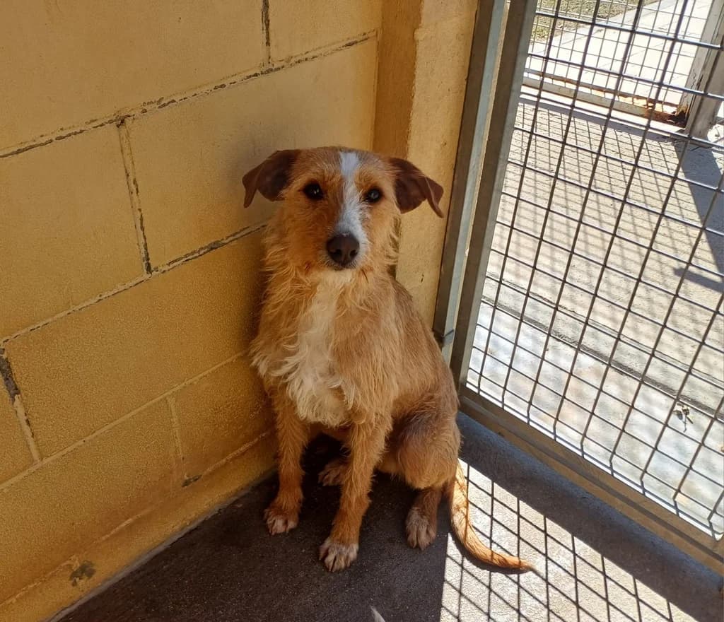 MARTINI, male young Podenco for adoption at ANAA Madrid, Madrid