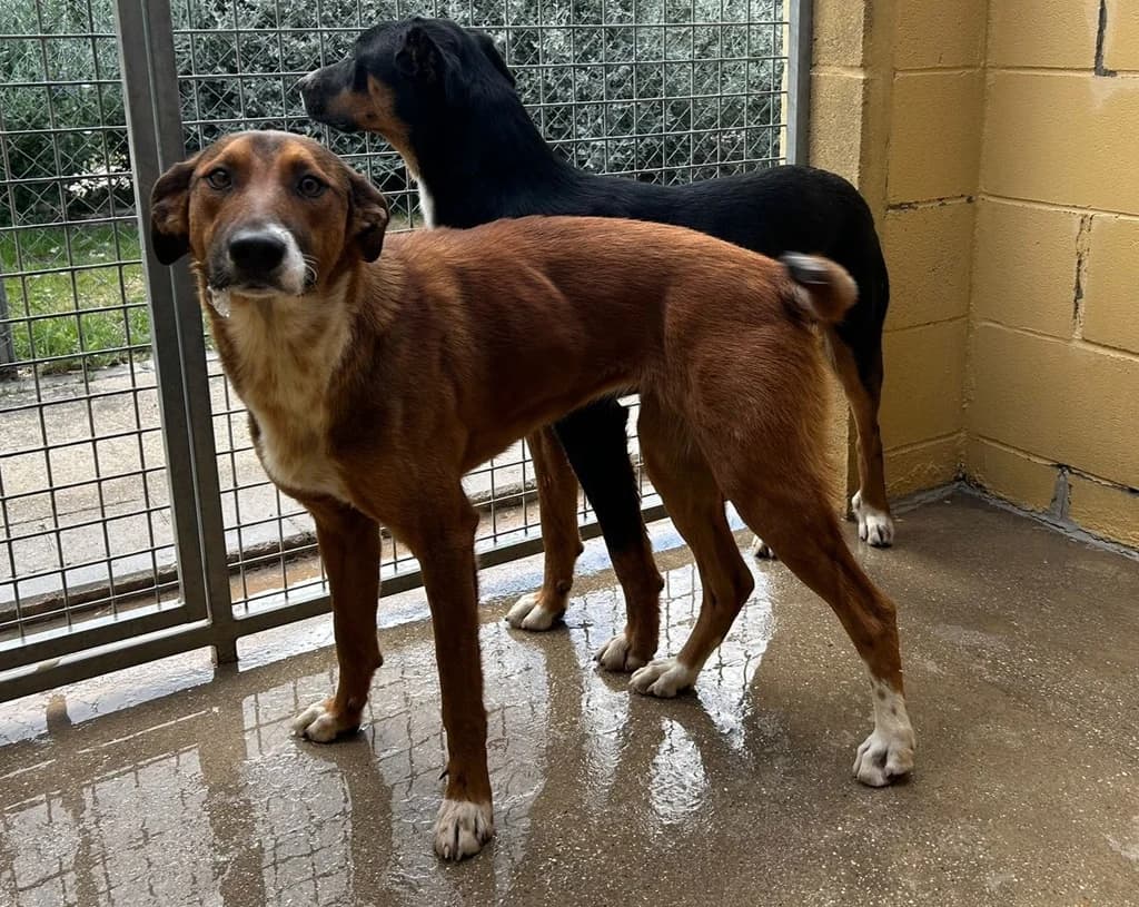 FRESA, female young Mixed Breed for adoption at ANAA Madrid, Madrid
