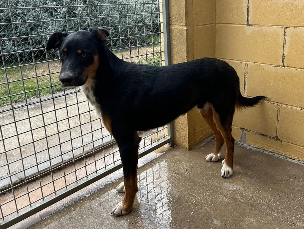 FRESON, male young Mixed Breed for adoption at ANAA Madrid, Madrid
