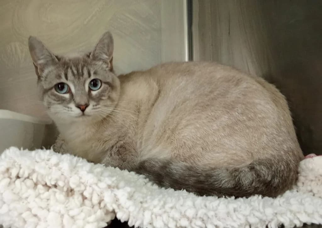 MABEL, female young Siamese for adoption at ANAA Madrid, Madrid