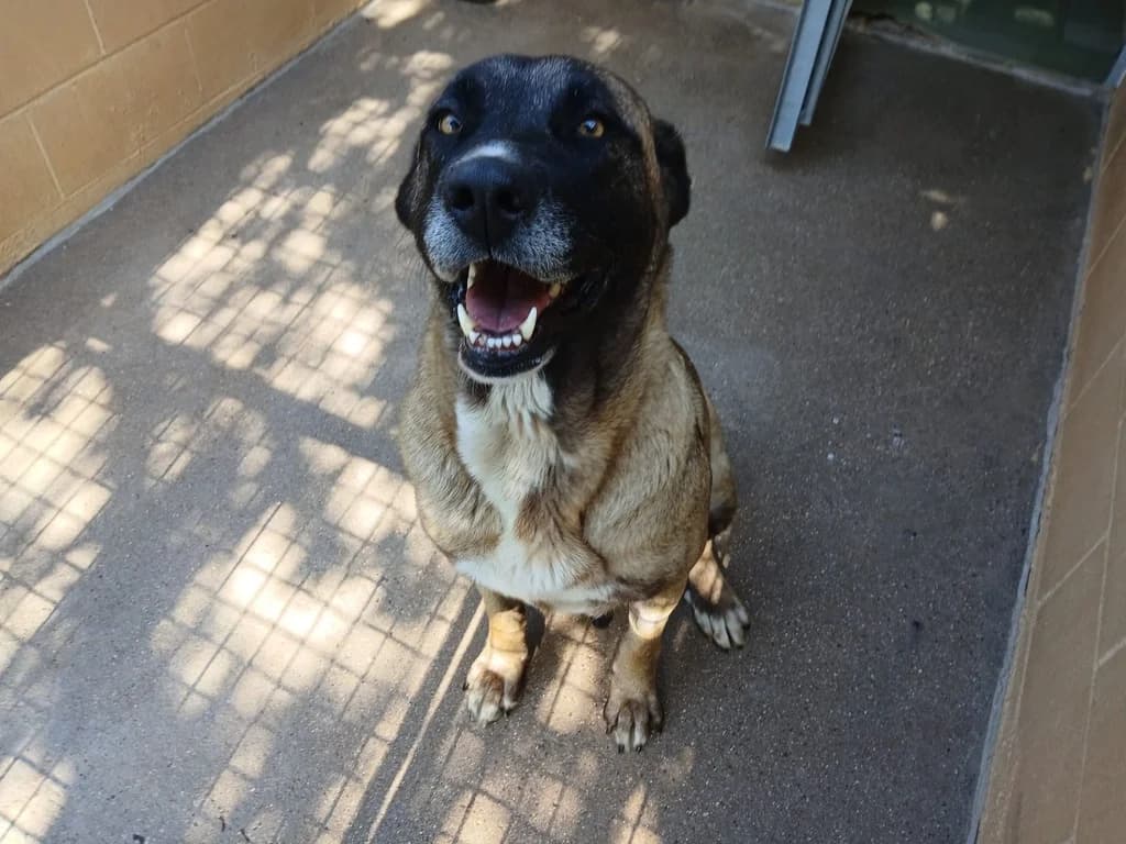 MÓDENA, female 5yo Mixed Breed for adoption at ANAA Madrid, Madrid