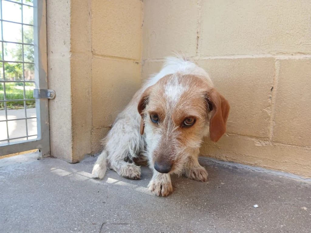 CHEÑORA, female young Mixed Breed for adoption at ANAA Madrid, Madrid
