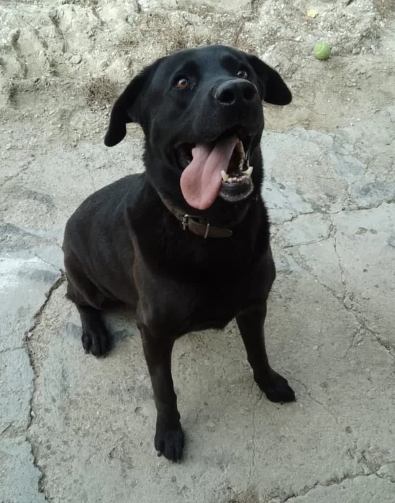 KUMON, male 5yo Labrador Retriever for adoption at ANAA Madrid, Madrid