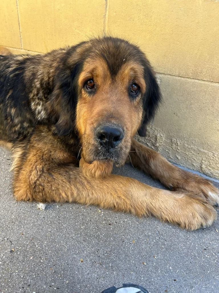 PERA, female senior Mixed Breed for adoption at ANAA Madrid, Madrid