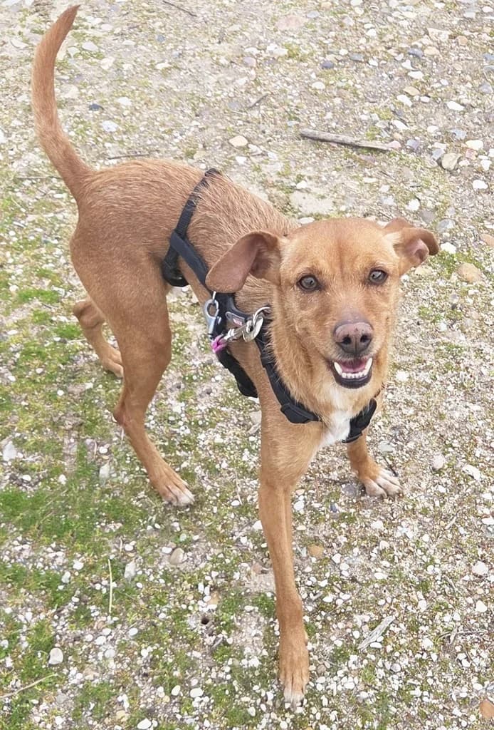 LLUNA, female 5yo Podenco for adoption at ANAA Madrid, Madrid