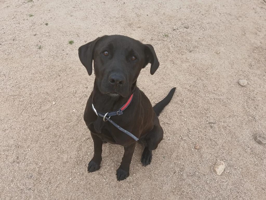 MIKA, female 3yo Mixed Breed for adoption at ANAA Madrid, Madrid