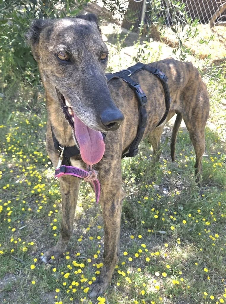 TIBURON JUMILLA, male 5yo Galgo Español for adoption at ANAA Madrid, Madrid