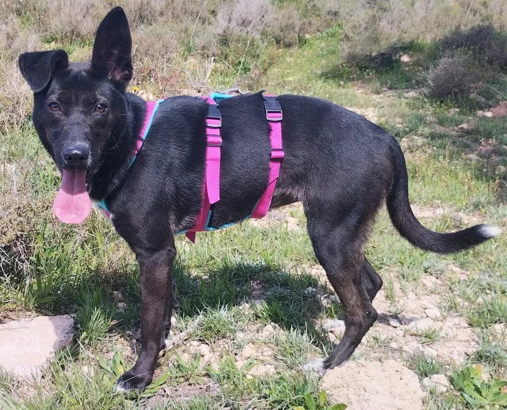 TINA JUMILLA, female young Mixed Breed for adoption at ANAA Madrid, Madrid