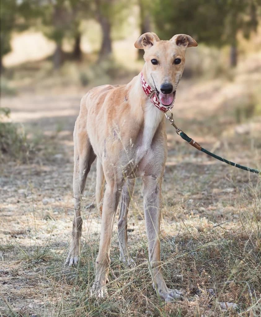 RODOLFO JUMILLA, male 5yo Galgo Español for adoption at ANAA Madrid, Madrid