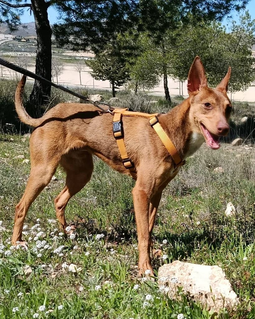 FIRULAIS JUMILLA, male young Podenco for adoption at ANAA Madrid, Madrid