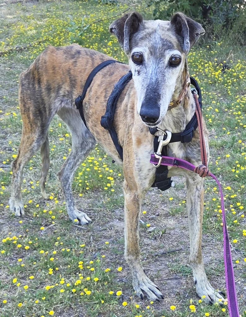 SABRINA CUENCA, female senior Galgo Español for adoption at ANAA Madrid, Madrid