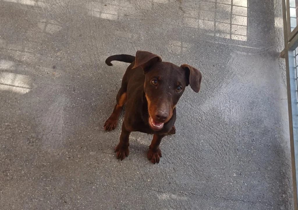MASTER MALAGON, female puppy mixed breed for adoption at ANAA Madrid, Madrid