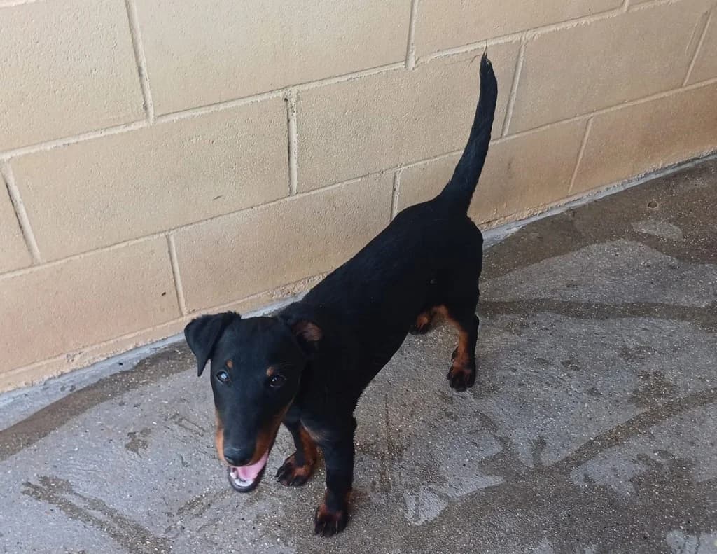 MONSTER MALAGON, female puppy mixed breed for adoption at ANAA Madrid, Madrid