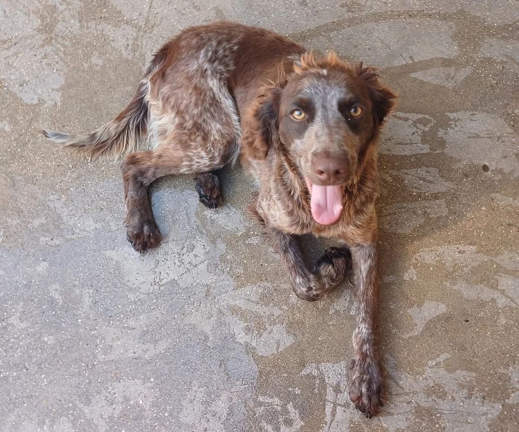 BRUNI MALAGON, female young mixed breed for adoption at ANAA Madrid, Madrid