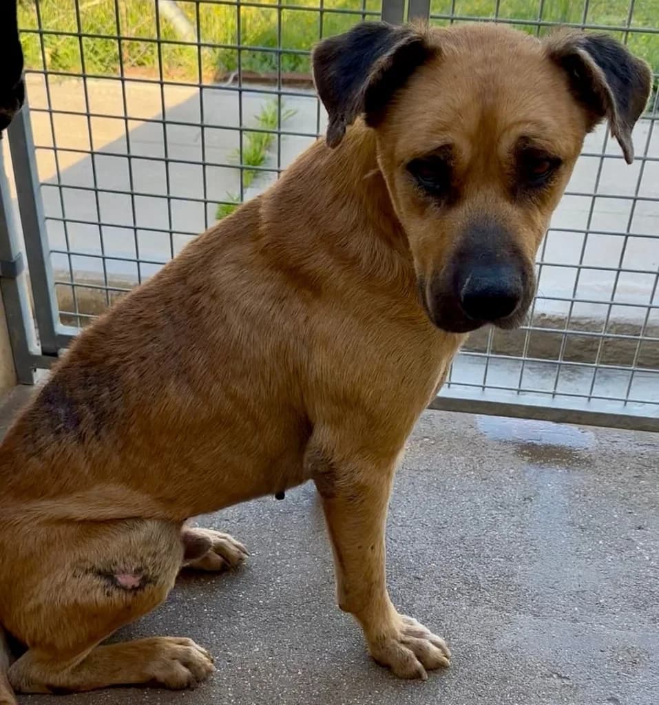 BUÑUELO, male young Mixed Breed for adoption at ANAA Madrid, Madrid
