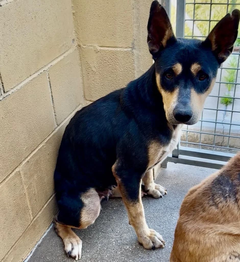 TORRIJA, female young Mixed Breed for adoption at ANAA Madrid, Madrid