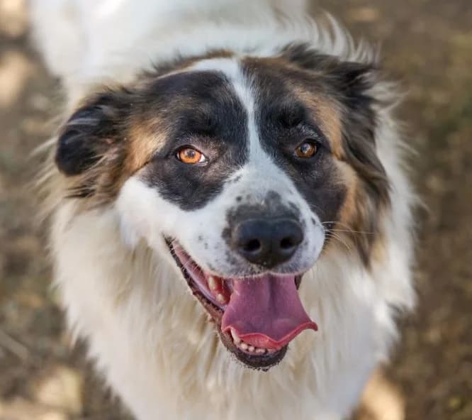ZOWI FAPAM, female Mixed Breed for adoption at ANAA Madrid, Madrid