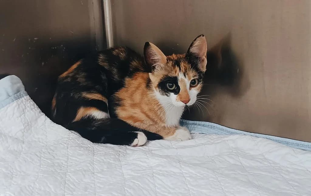 ZURICH, female mixed breed for adoption at ANAA Madrid, Madrid