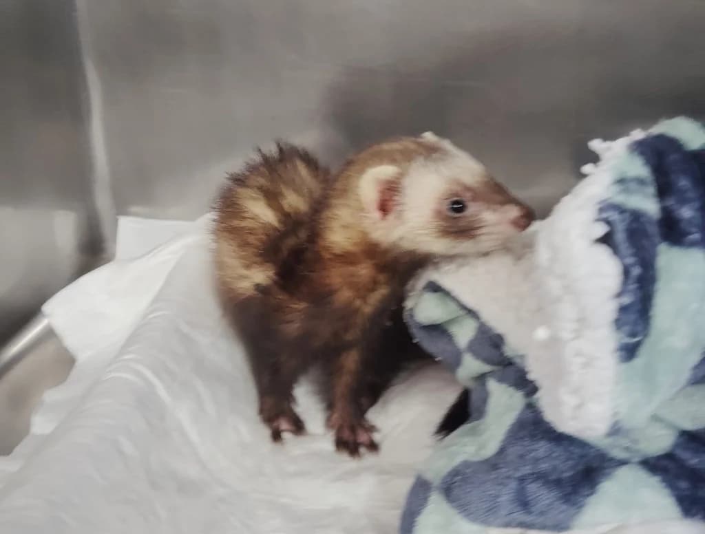 RAYITO, male Mixed Breed for adoption at ANAA Madrid, Madrid