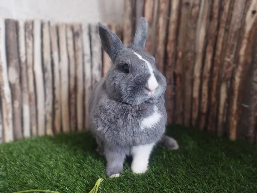 VAIANA, female Mixed Breed for adoption at ANAA Madrid, Madrid