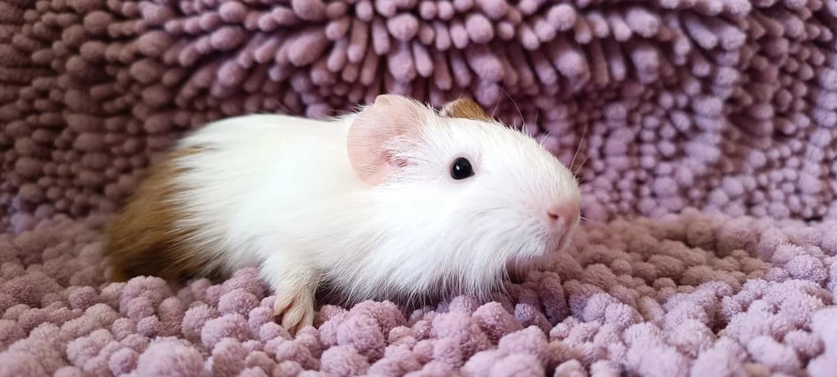 Lulú,  Guinea Pig for adoption at ANAC - Amigos de los Conejos