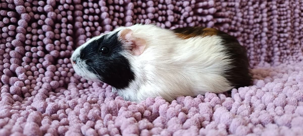 Petunia,  Guinea Pig for adoption at ANAC - Amigos de los Conejos
