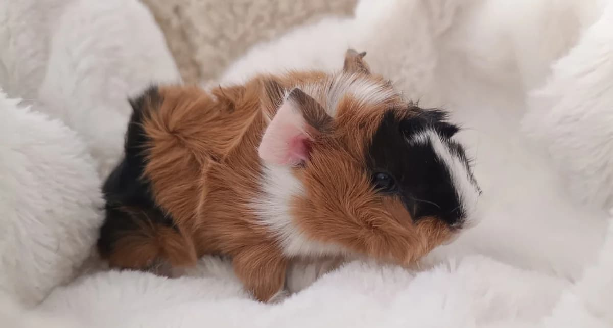 Cobi Bryant,  Guinea Pig for adoption at ANAC - Amigos de los Conejos