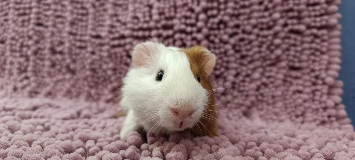 Dorayaki,  Guinea Pig for adoption at ANAC - Amigos de los Conejos