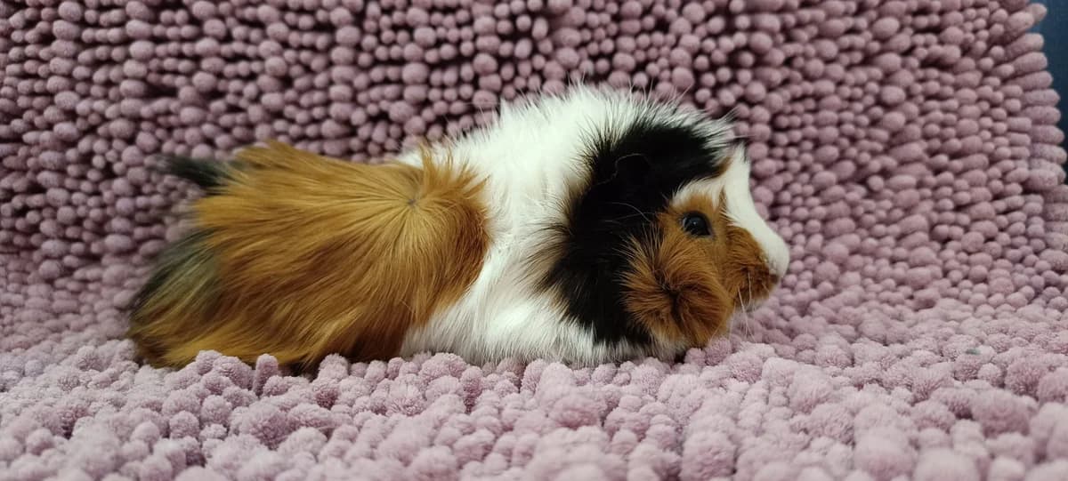 Drago,  Guinea Pig for adoption at ANAC - Amigos de los Conejos