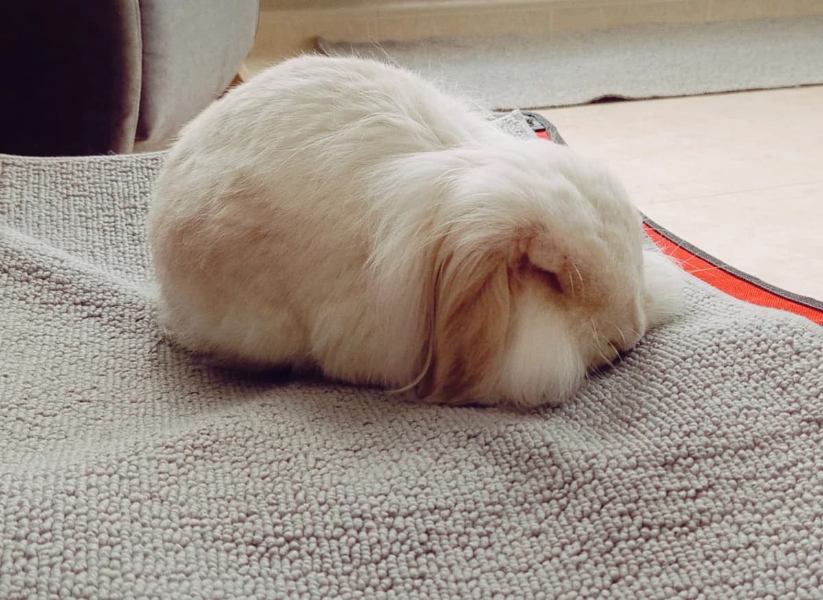 Gael,  mixed breed for adoption at ANAC - Amigos de los Conejos