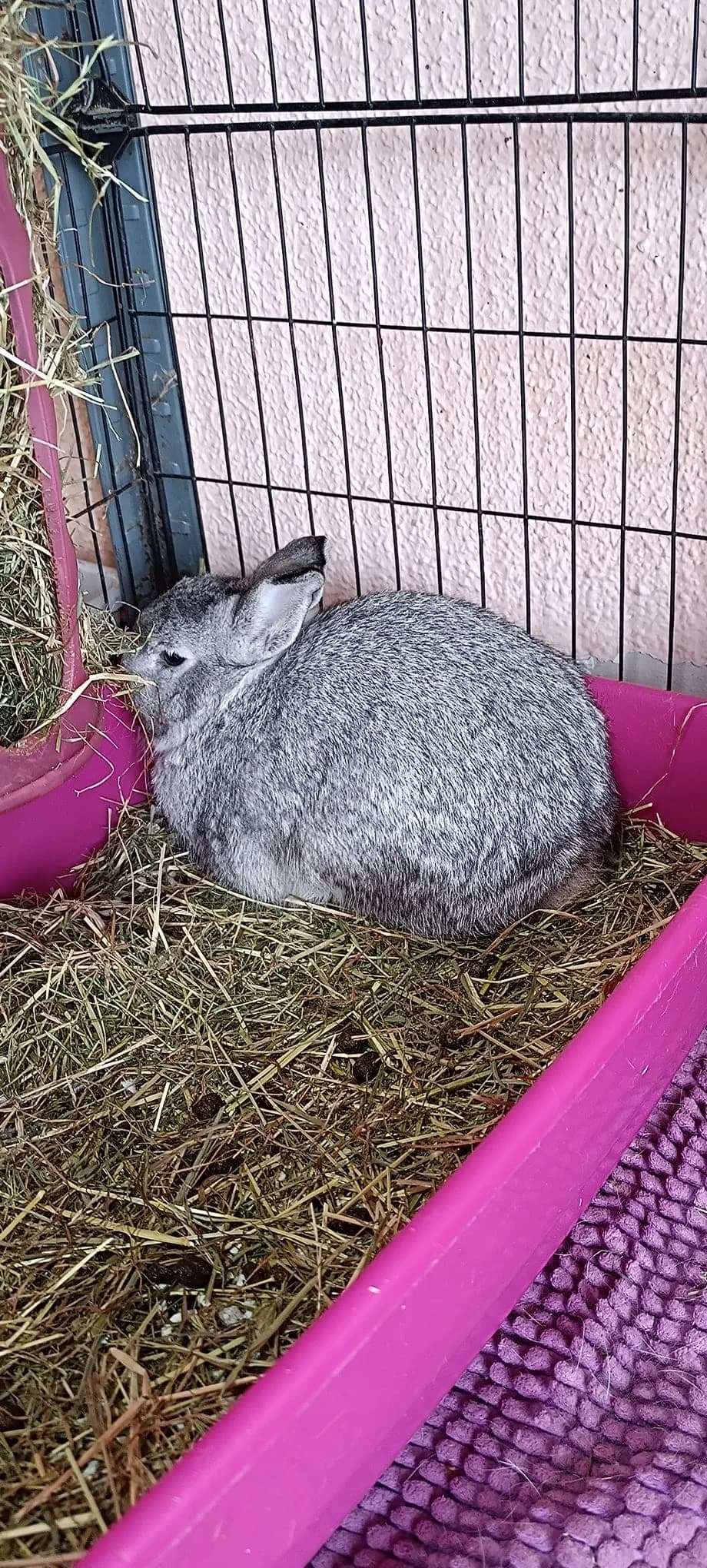 Millo,  mixed breed for adoption at ANAC - Amigos de los Conejos