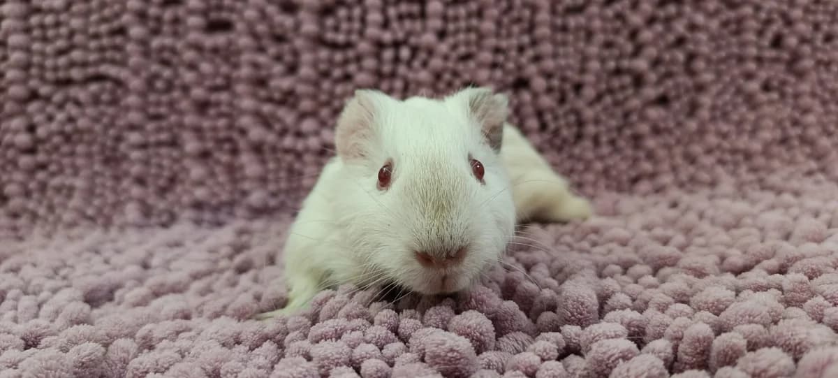 Dylan,  Guinea Pig for adoption at ANAC - Amigos de los Conejos