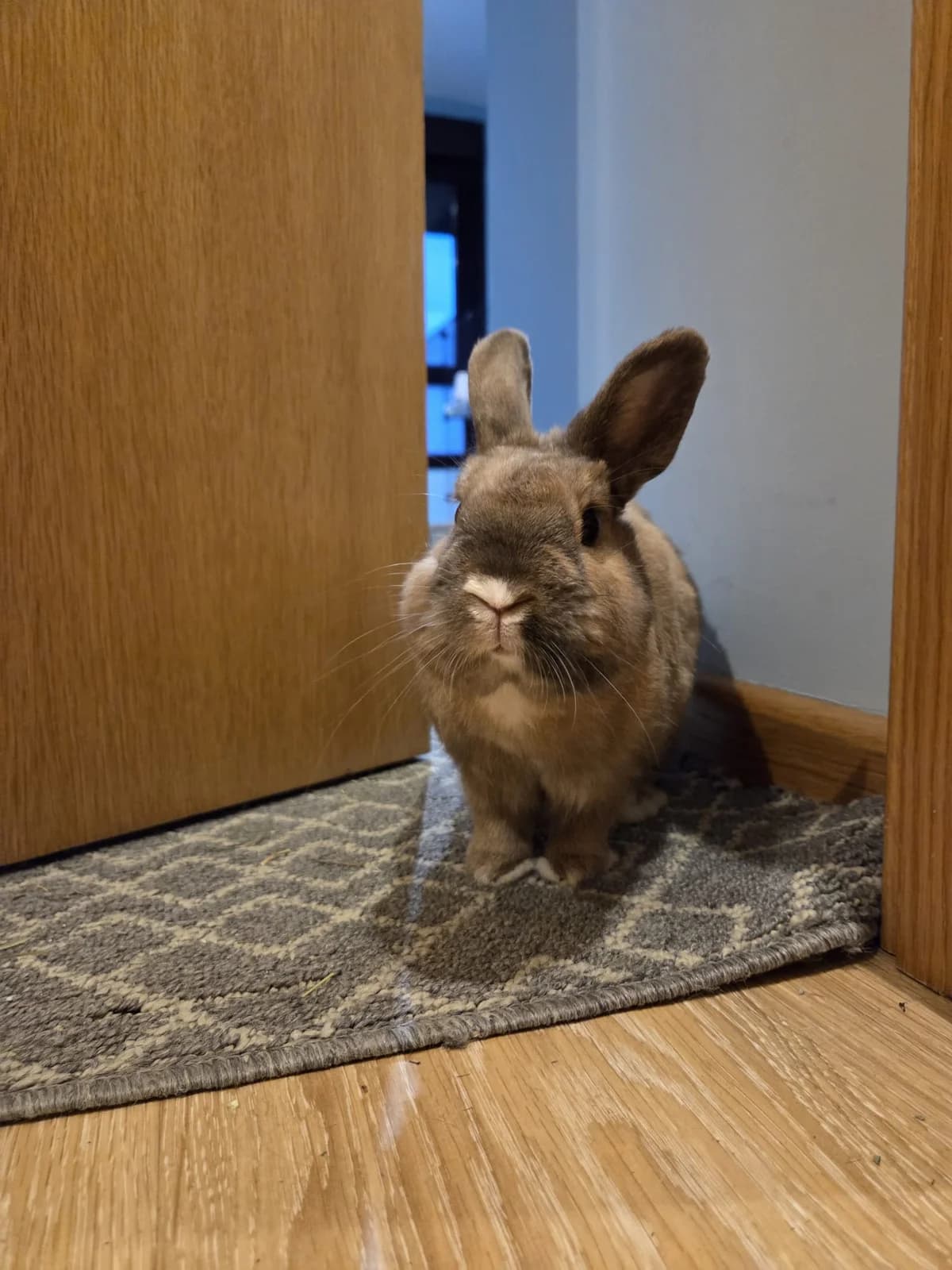 Olmo,  mixed breed for adoption at ANAC - Amigos de los Conejos