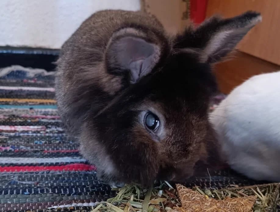 Tobías,  mixed breed for adoption at ANAC - Amigos de los Conejos