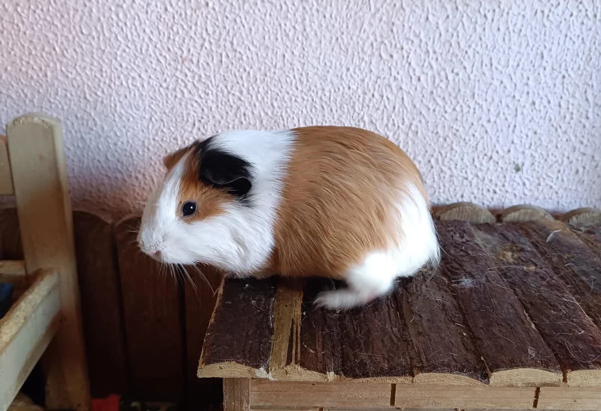 Joan,  Guinea Pig for adoption at ANAC - Amigos de los Conejos