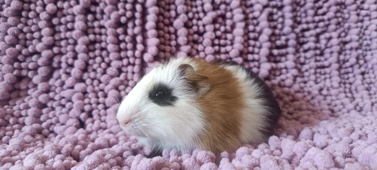 Lucho,  Guinea Pig for adoption at ANAC - Amigos de los Conejos