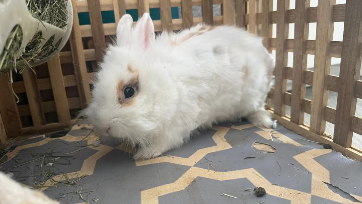 Romescu, female mixed breed for adoption at ANAC - Amigos de los Conejos