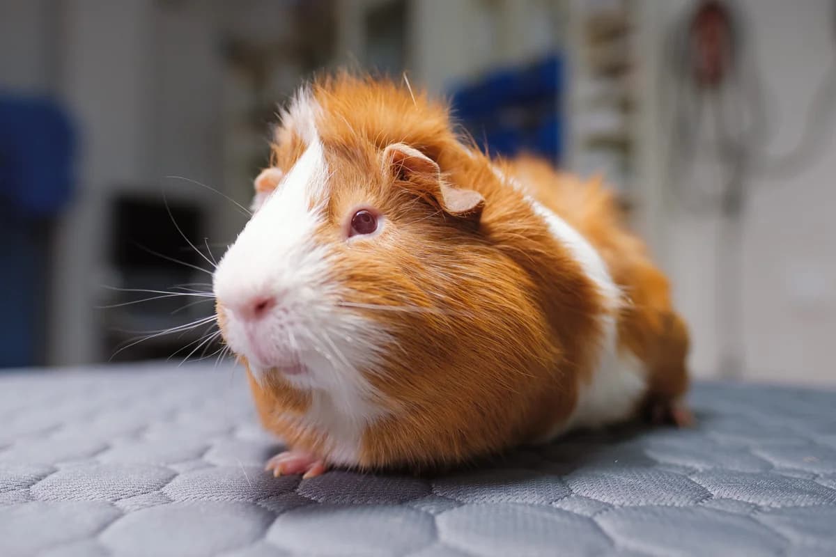 Peter,  Guinea Pig for adoption at ANAC - Amigos de los Conejos