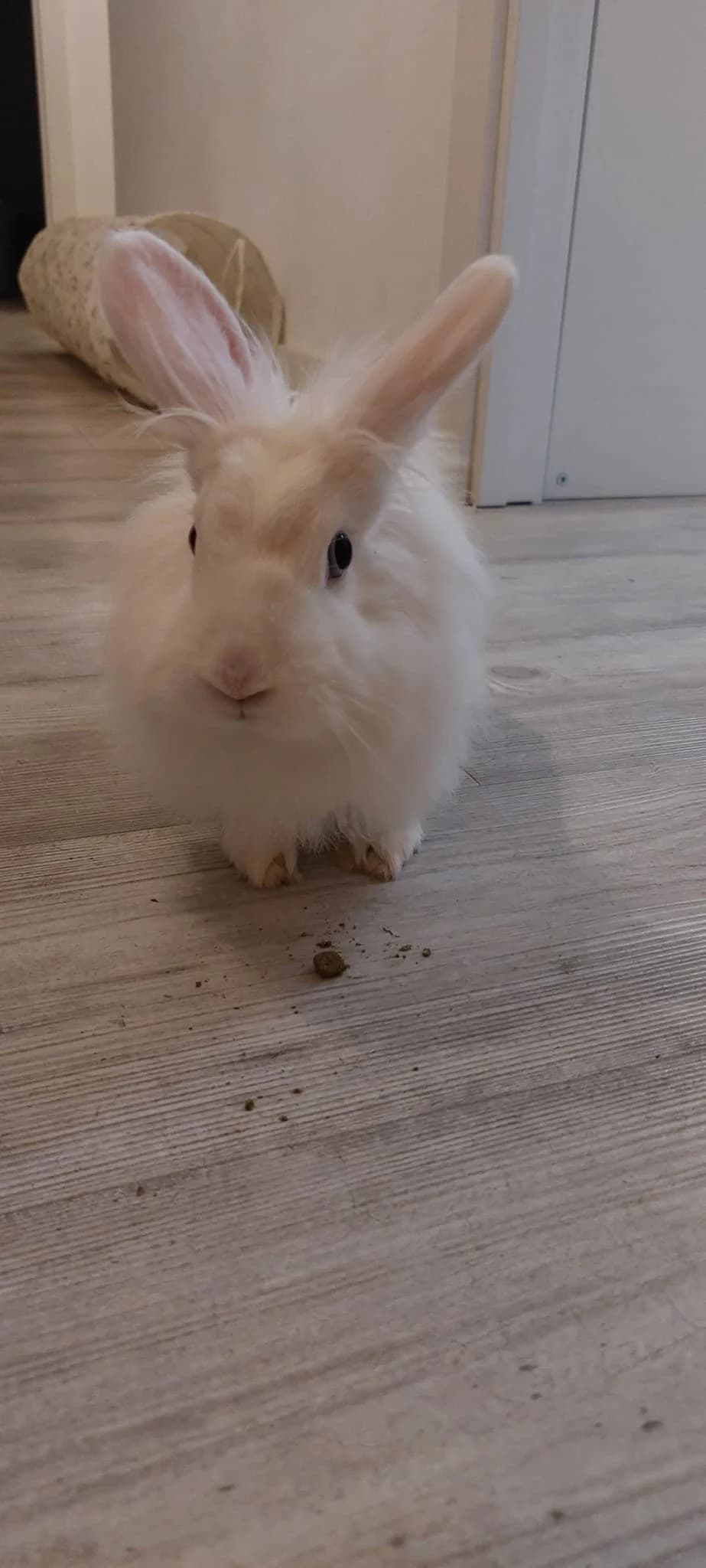 Coral,  mixed breed for adoption at ANAC - Amigos de los Conejos