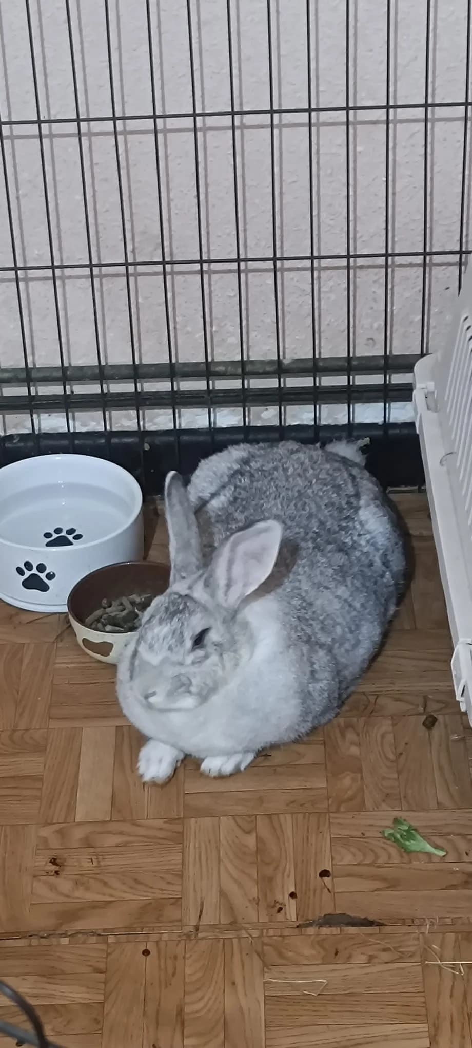 Marina,  mixed breed for adoption at ANAC - Amigos de los Conejos