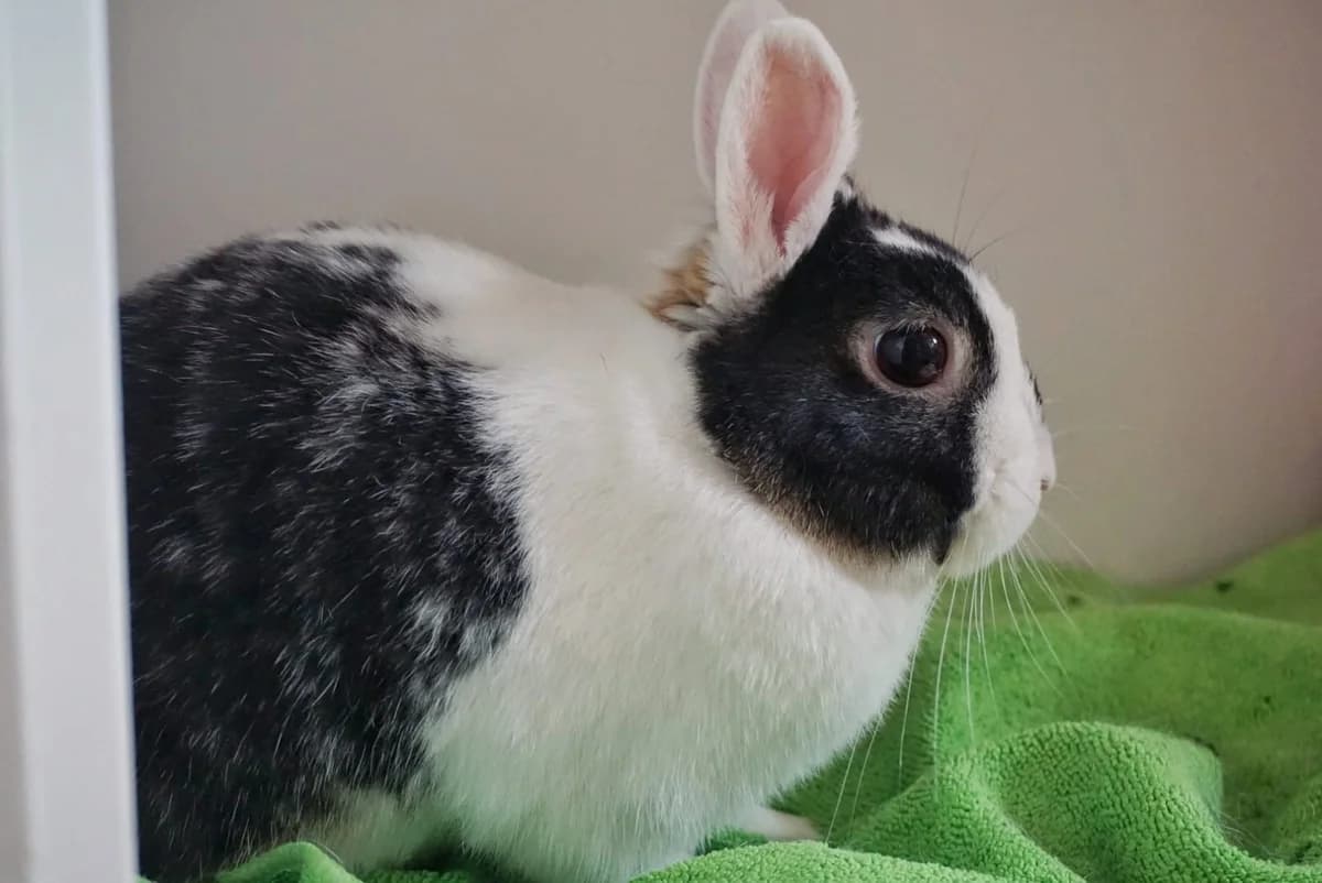 Linux,  mixed breed for adoption at ANAC - Amigos de los Conejos