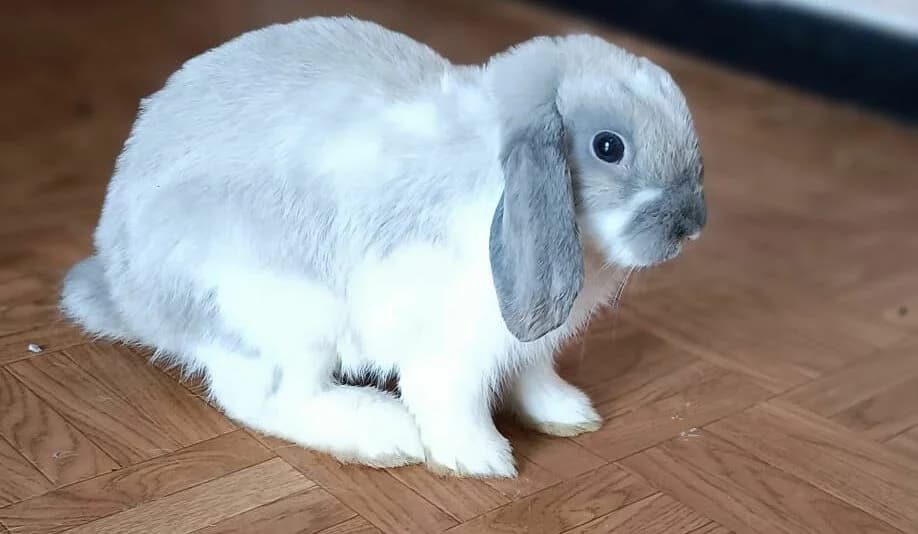 Apio, male mixed breed for adoption at ANAC - Amigos de los Conejos