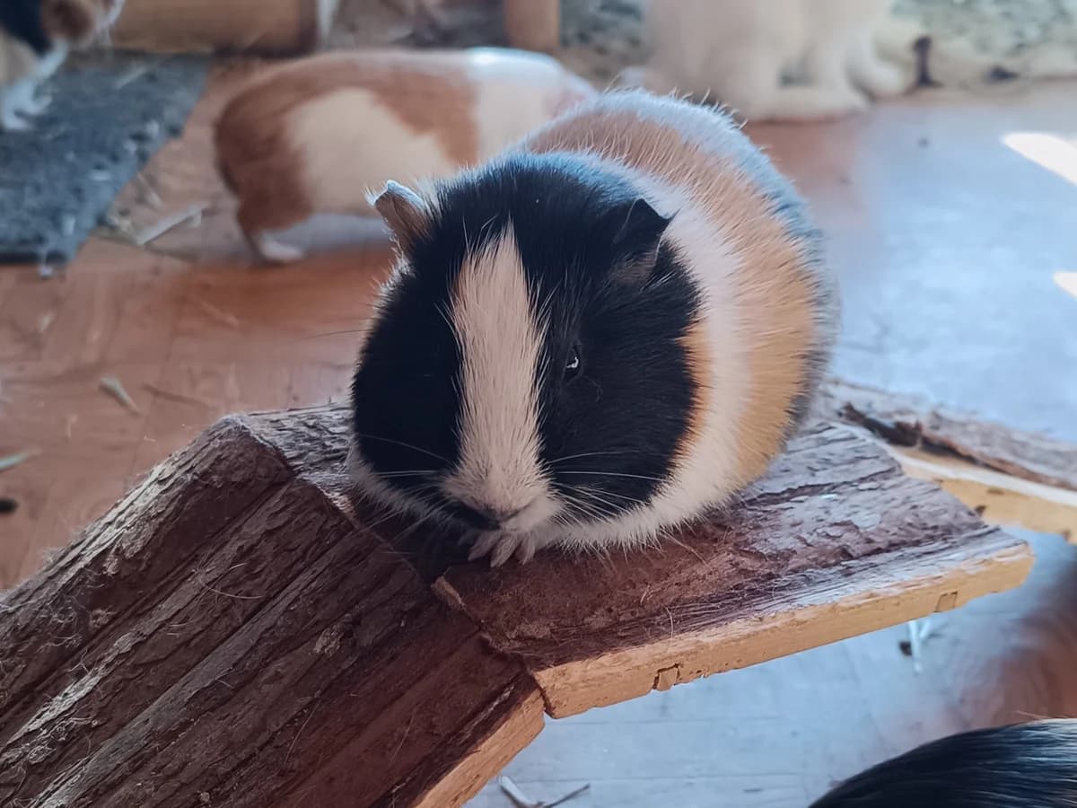 Trompetillo,  Guinea Pig for adoption at ANAC - Amigos de los Conejos